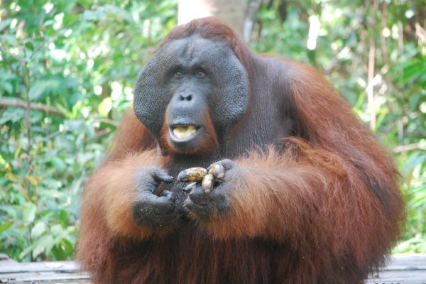 Orangutan in Borneo, Indonesia
